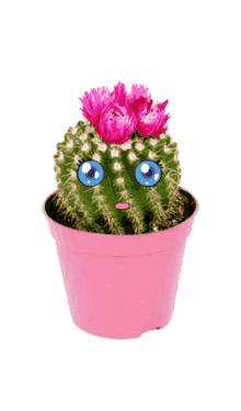 dont cactus