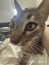 a cat laying on a bed with a watermark that says hailuo ai on it