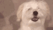 Murphy Wilson GIF - Murphy Wilson Dog GIFs