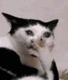 a black and white cat with a sad look on its face is licking its paw .