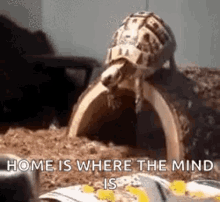 Turtle Face Plant GIF - Turtle Face Plant Homeis Where The Mind Is GIFs
