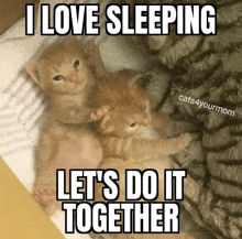 Cat Sleep Gato Sueño GIF - Cat Sleep Gato Sueño Catsleeptogether GIFs