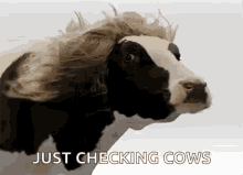 Cow Cows GIF - Cow Cows Fabulous GIFs