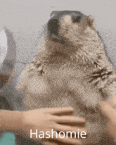 a person is petting a hedgehog that says hashomie on the bottom