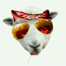 sheep cool