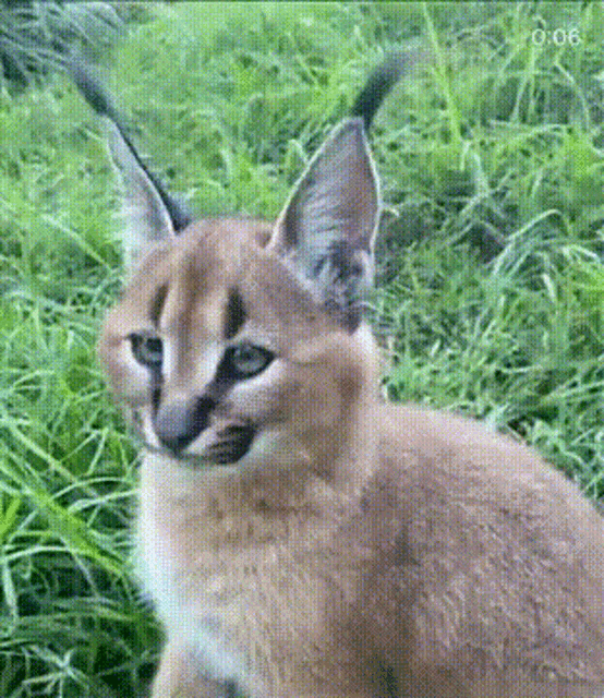 Floppa Cat Fight GIF