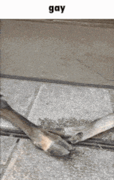 a pair of deer 's legs are laying on the ground next to a drain .