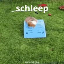 Schleep Dog Falling GIF