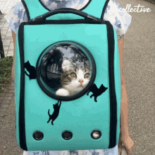 cat bag the pet collective cat confused going to the park