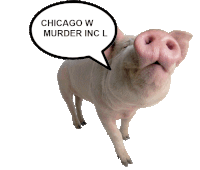 a pig with a speech bubble saying chicago w murder inc. l.