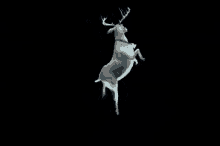 dance deer