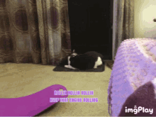 Cats Funny GIF - Cats Cat Funny GIFs