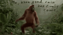 Orangutan Dance GIF