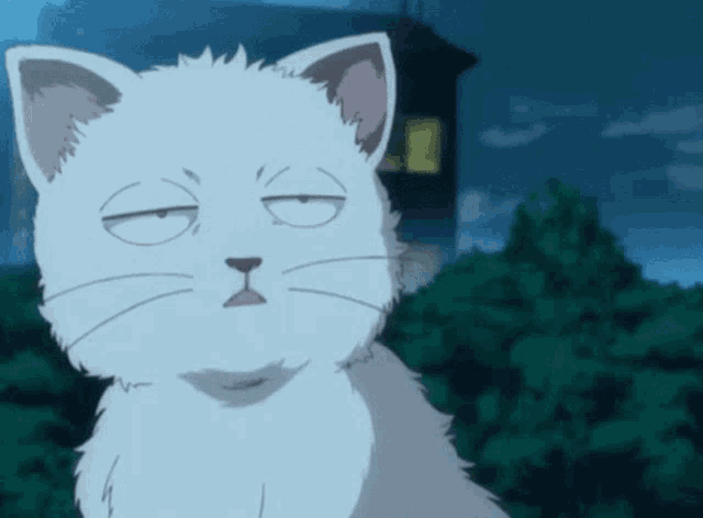 Cat White GIF  Cat White Anime  Discover  Share GIFs