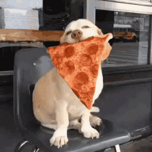 Eu Amo Pizza GIF - Dog Pizza Pizza Is Life GIFs