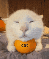 a cat with its eyes closed is holding an orange with the word cat on it