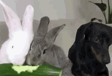 rabbit dog pet bunny dachshund