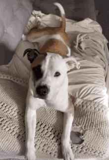 Puppy Wag GIF - Puppy Wag Pitbull GIFs