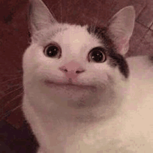 Smiling Beluga Cat Meme Face | Poster