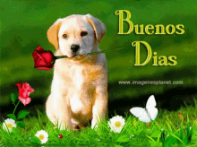 Buenos Dias Dog GIF - Buenos Dias Dog Pup GIFs