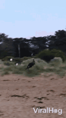 Dog Chasing Kangaroo Viralhog GIF - Dog Chasing Kangaroo Viralhog Chasing GIFs