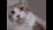 Afk Cat GIF - Afk Cat Afk Cat GIFs