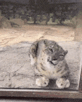 a snow leopard is laying on the ground looking out of a window