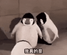 The Greatest Penguin Heist Of All Time Bonk GIF