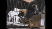 Dog Helps His Friend Escape From Jail GIF