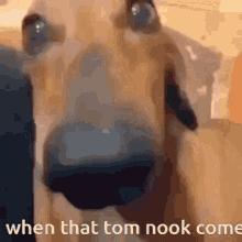 Tom Nook Moz GIF - Tom Nook Moz GIFs