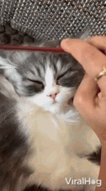 Cute Viralhog GIF - Cute Viralhog Grooming Turns Kity Into Ultimate Purr Machine GIFs