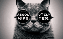 Absolutely Hipster GIF - Hipster Absolutely Hipster Hipster Cat GIFs