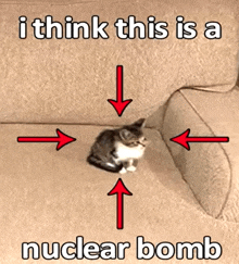 Cat Meme I Think This Is A Neclear Bomb GIF - Cat Meme I Think This Is A Neclear Bomb Nuclear Bomb GIFs