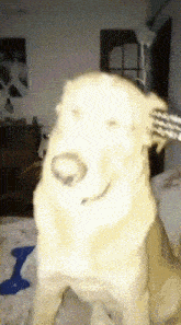 Scratch Dog GIF
