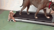 Dog Exercise GIF - Dog Exercise Lazy GIFs