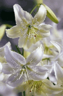 White Flowers White F5 GIF - White Flowers White F5 Lily Glitter GIFs