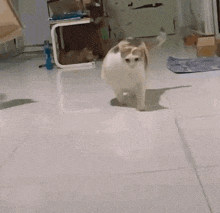 a calico cat is standing on a tiled floor .