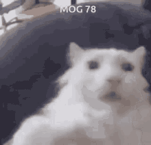 mog78 mog 78 mogcat cat