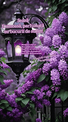 a picture of purple flowers with the words seara frumoasa parfumata cu bucurii de suflet on it
