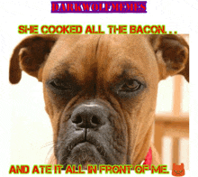 a picture of a dog with a caption that says she cooked all the bacon and ate it all in front of me