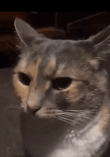 a close up of a cat 's face with a blurred background looking at the camera .