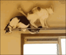 cat cats hanging