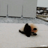 Panda Cute Sleepy GIF