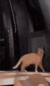 a cat is walking through a doorway with a black background