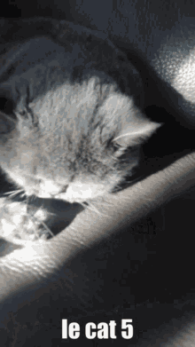 Le Cat Le Cat5 GIF - Le Cat Le Cat5 Cat GIFs