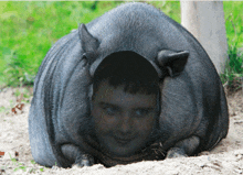 a pig with a man 's face on it