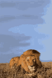 Lion Predator GIF - Lion Predator GIFs