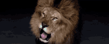 Slow Motion GIF - Slow Motion Lion GIFs