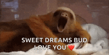 a sloth is laying on a bed with its mouth open and says sweet dreams bud love you