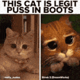 My Cat Puss In Boots GIF - My Cat Puss In Boots GIFs